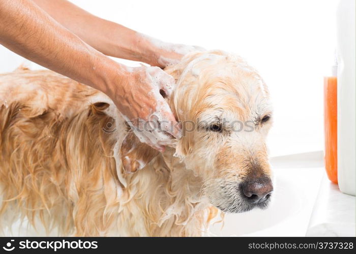 A dog taking a shower with soap and water