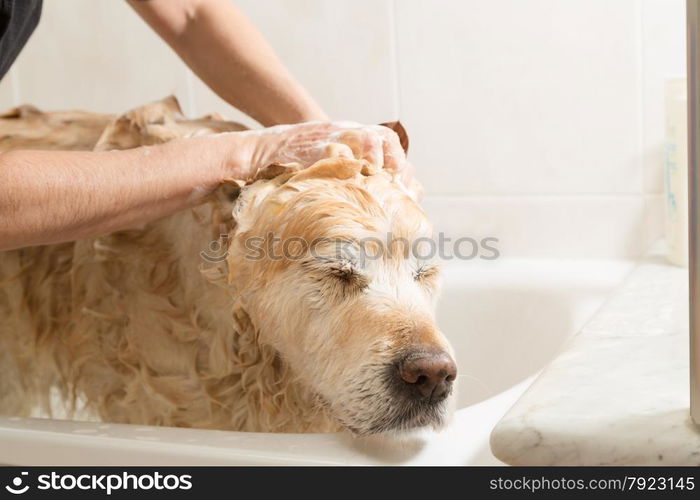 A dog taking a shower with soap and water