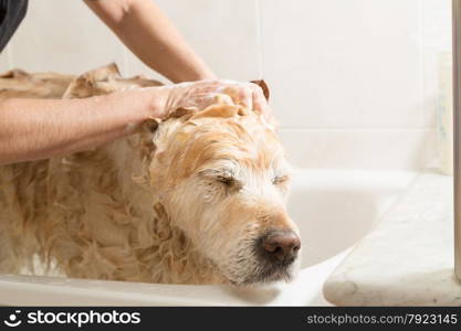 A dog taking a shower with soap and water