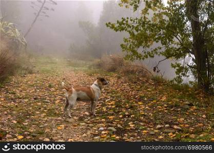 A dog walking on a path into the mist. Foggy landscape in an autumn morning.