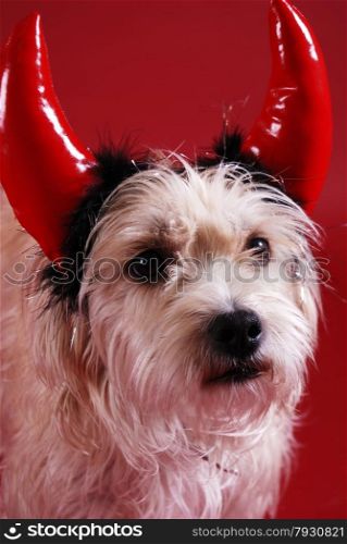 A dog wearing a devil horns halloween costume&#xA;
