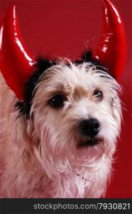 A dog wearing a devil horns halloween costume&#xA;