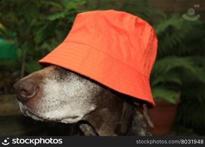 A dog wears an orange hat to support the national dutch soccer team