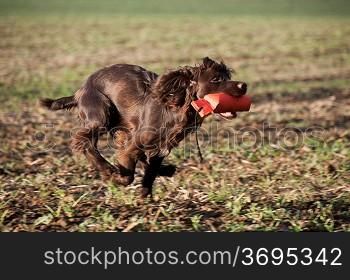 A dog with a chew toy