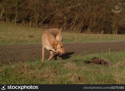 A dog with a dead pheasant during a shoot
