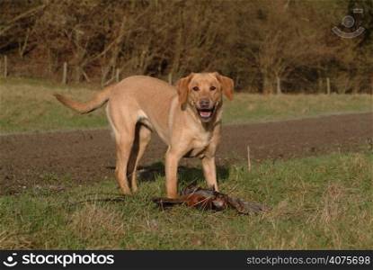 A dog with a dead pheasant during a shoot