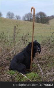 A dog with a walking stick
