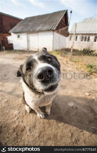 A dog with interest looks into the camera. Portrait with wide angle