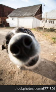 A dog with interest looks into the camera. Portrait with wide angle