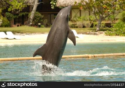 A dolphin leaping up from water, Moorea, Tahiti, French Polynesia, South Pacific