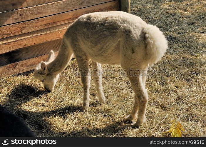 A domestic alpaca in a corner of his barn