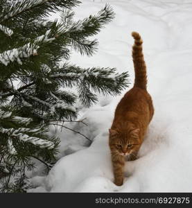 A domestic cat walks through the snow. Red cat walking on snow
