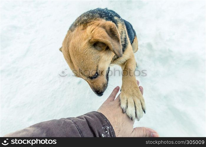 A domestic dog touching man hand on a snowy day.. dog touching man hand on a snowy day