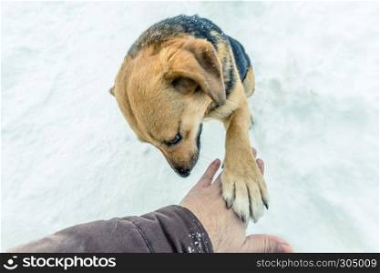 A domestic dog touching man hand on a snowy day.. dog touching man hand on a snowy day