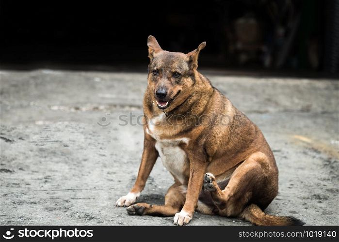 A domestic fat dog sitting and looking forward to something on rough concrete floor in selective focus.