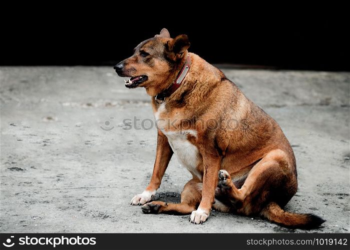 A domestic fat dog sitting and looking forward to something on rough concrete floor in selective focus.