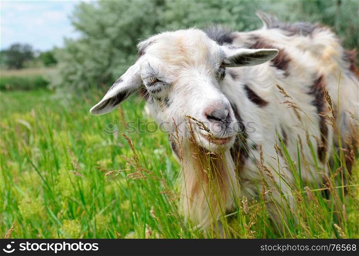 A domestic goats grazing on pasture
