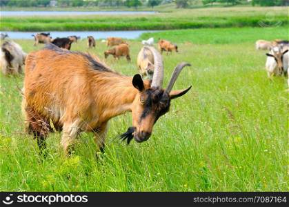 A domestic goats grazing on pasture. Rural landscape and pets.