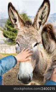 A donkey is caressed by the hand of a child