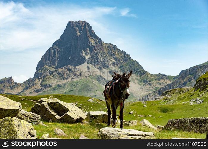 a donkey with the Pic du Midi d&rsquo;Ossau in the French Pyrenees on background