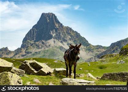 a donkey with the Pic du Midi d&rsquo;Ossau in the French Pyrenees on background