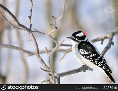 A downy woodpecker perched on a tree branch.