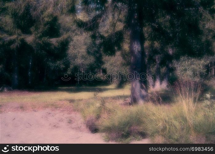 A dreamy, peaceful beachfront summer scenery of sand, grass,straw, fir tree and a forest in the background, with copyspace.. A dreamy, peaceful beachfront summer scenery of sand, grass,straw, fir tree and a forest in the background, with copyspace