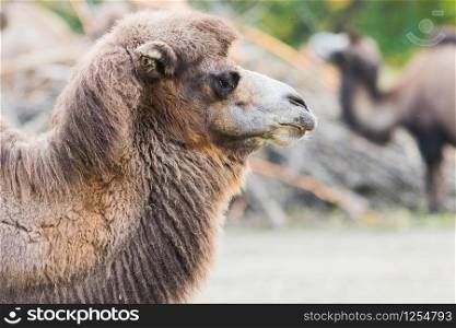 A dromedary with his two humps in wild life