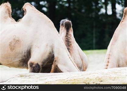 A dromedary with his two humps in wild life