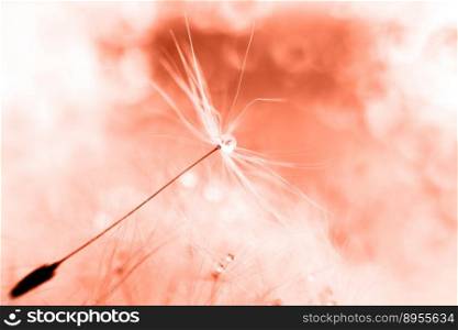 a drop of water on a dandelion. dandelion on a red background with copy space close-up.. a drop of water on a dandelion. dandelion on a red background with copy space close-up