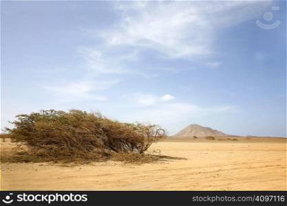 A dry bush in a desert