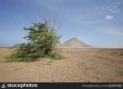 A dry bush in a desert