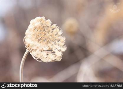 A dry, dill, sead head rests against a neutral, brown background in wintertime.. Dry Dill In Winter