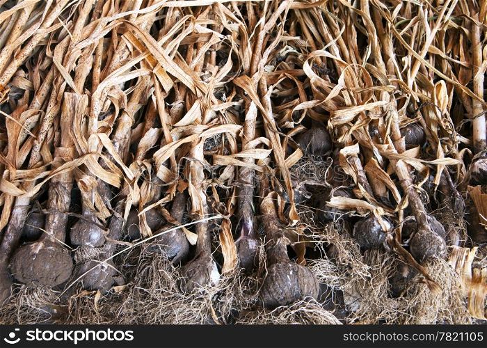 A drying rack filled with a full crop of organic garlic. The stalks are dry and the roots are still covered with soil from the harvest.