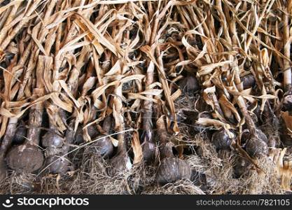 A drying rack filled with a full crop of organic garlic. The stalks are dry and the roots are still covered with soil from the harvest.