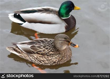 A duck couple in water