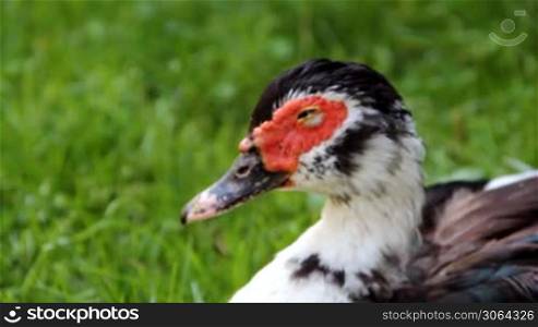 a duck seems to be very tired and can&acute;t keep the eyes open, eine Ente, der vor Mudigkeit die Augen zufallen