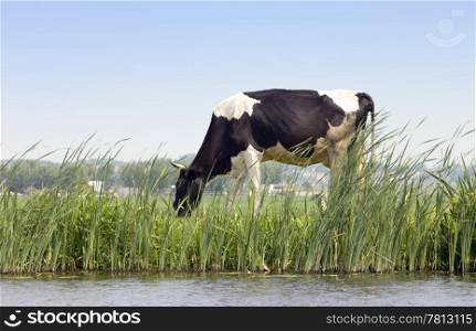 A Dutch cow grazing along a chanal on a dyke with a rural scene in the background