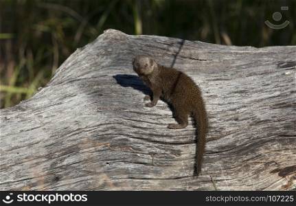 A Dwarf Mongoose (Helogale parvula) on a dead tree in the Savuti region of Botswana.