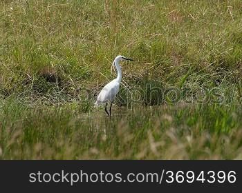 A egret in a field