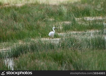 A egret in a field