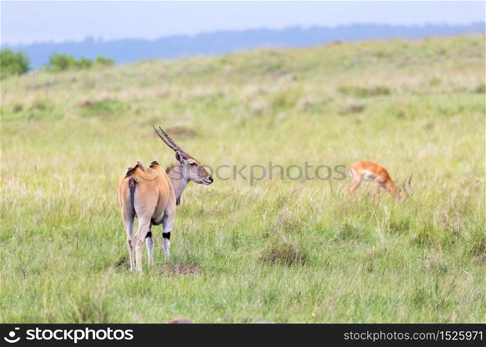 A Elend antilope in the Kenyan savanna between the different plants. Elend antilope in the Kenyan savanna between the different plants