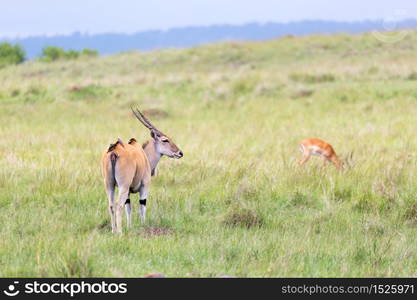 A Elend antilope in the Kenyan savanna between the different plants. Elend antilope in the Kenyan savanna between the different plants