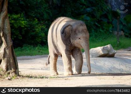 a elephant calf in a clear, sunny day