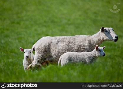 A ewe with two lambs isolated against green grass