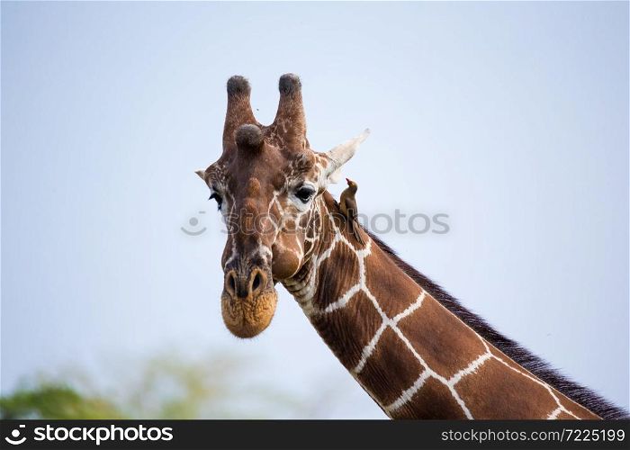 A face of a giraffe in close-up. The face of a giraffe in close-up