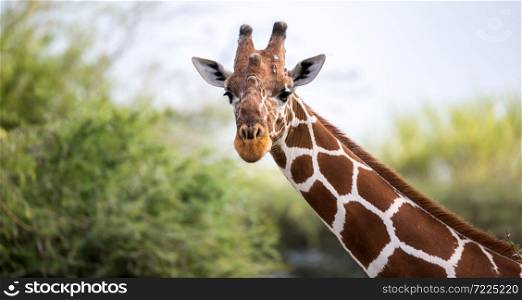 A face of a giraffe in close-up. The face of a giraffe in close-up