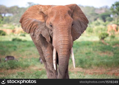 A face of a red elephant taken up close. The face of a red elephant taken up close