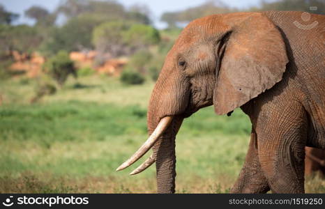 A face of a red elephant taken up close. The face of a red elephant taken up close