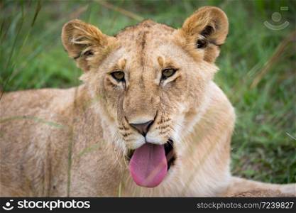 A face of a young lioness in close-up. The face of a young lioness in close-up